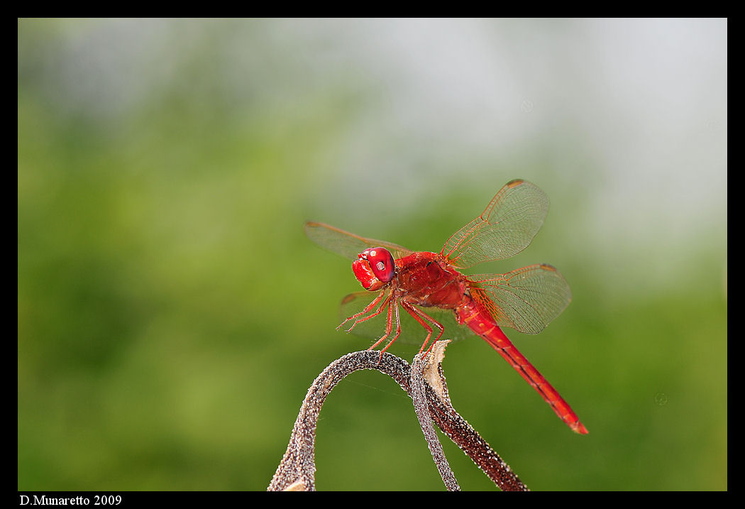 Libellula rossa